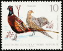 Common Pheasant (Phasianus colchicus)